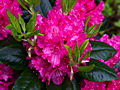 Rhododenron American Beauty IMG_6793 Różanecznik